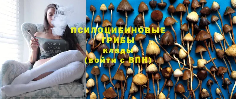 Галлюциногенные грибы Psilocybine cubensis Енисейск